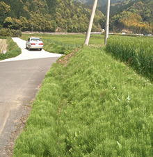 春の除草剤散布前